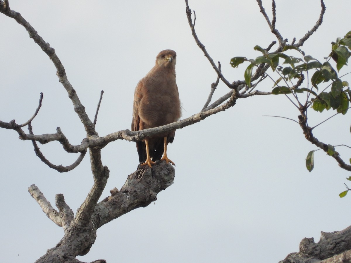 Саванный крабоед - ML645912900