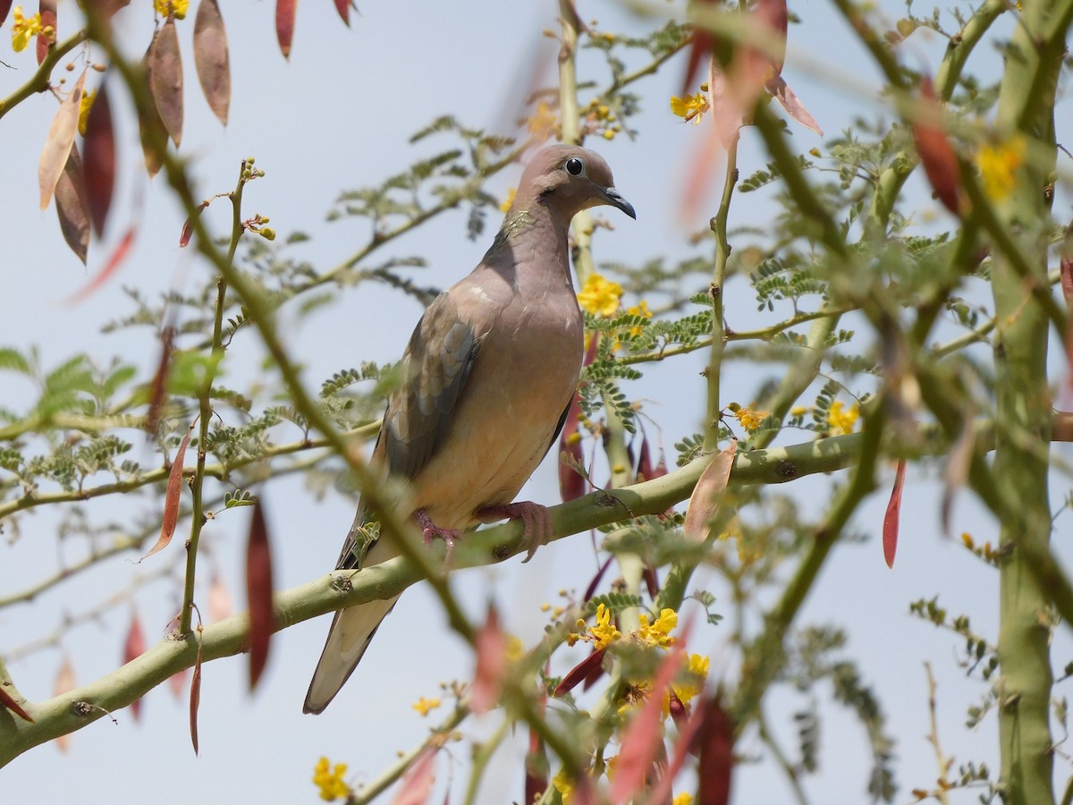 Eared Dove - ML645912902