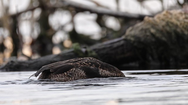 Пухівка зеленошия - ML645912913