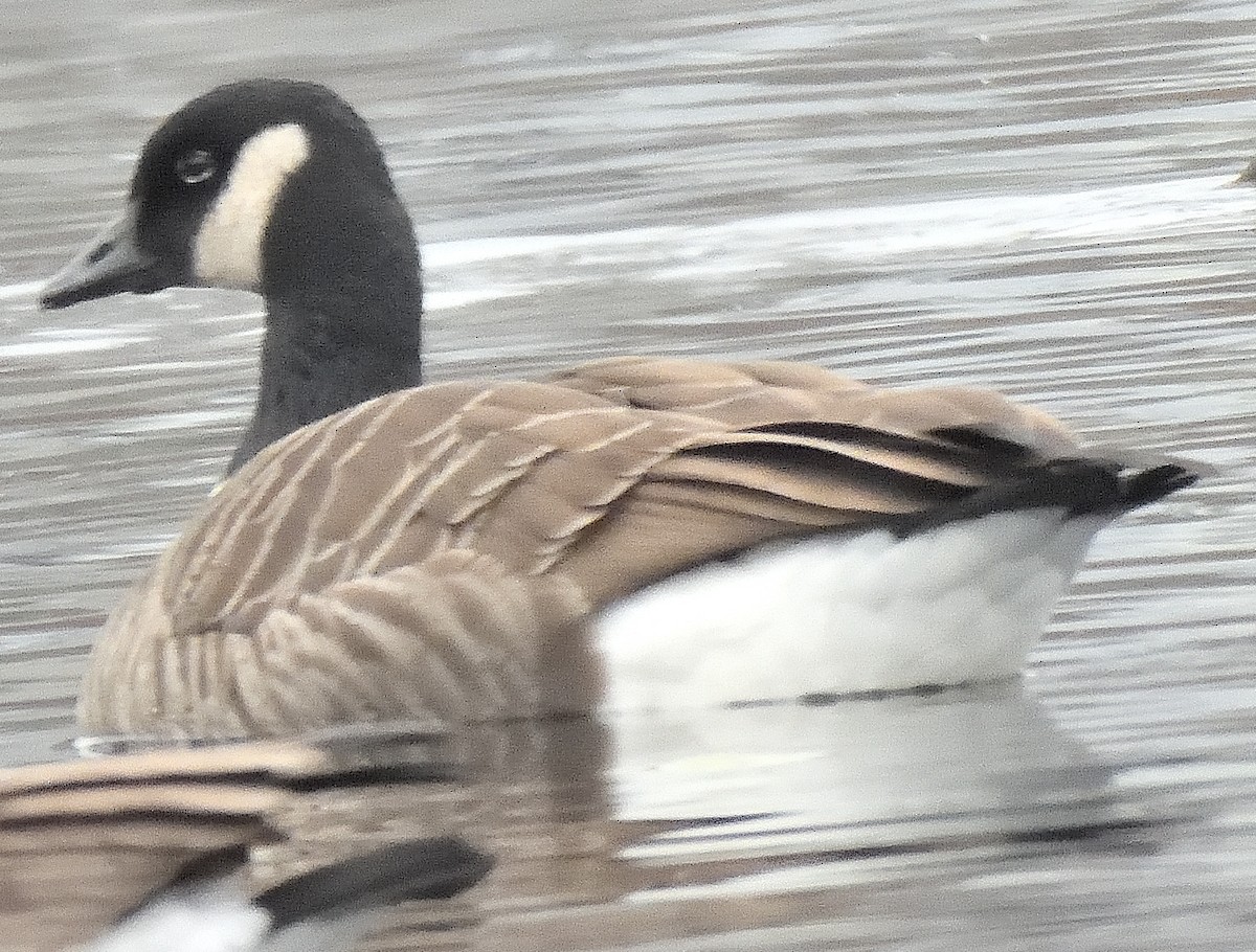 Canada Goose - ML645912914