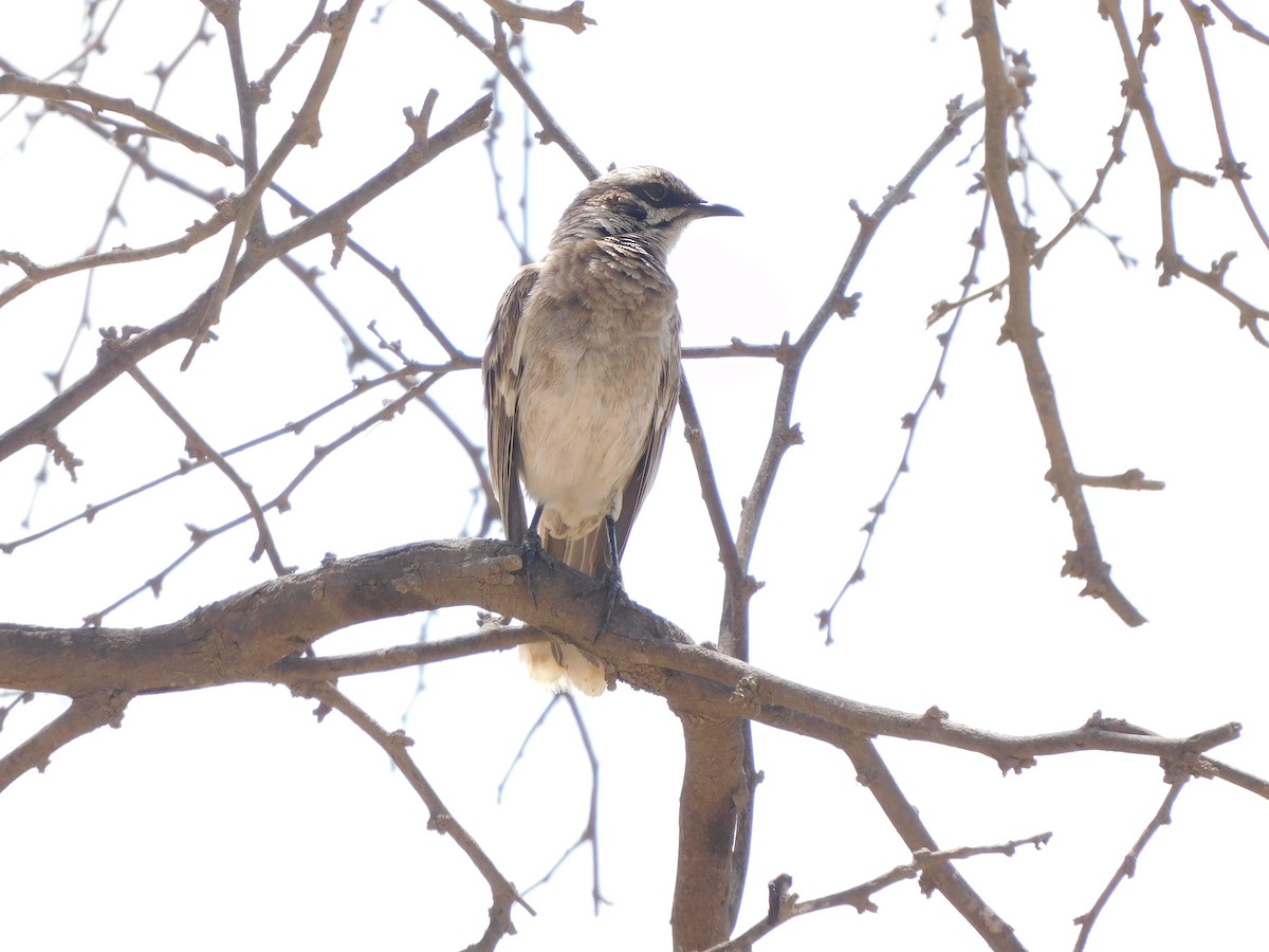 Long-tailed Mockingbird - ML645912916