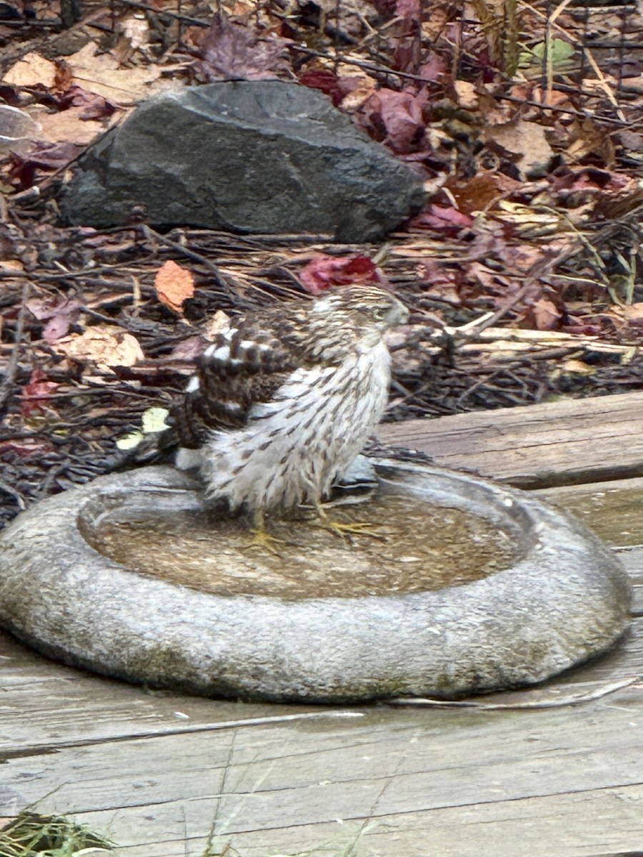 trostehauk - ML645912930