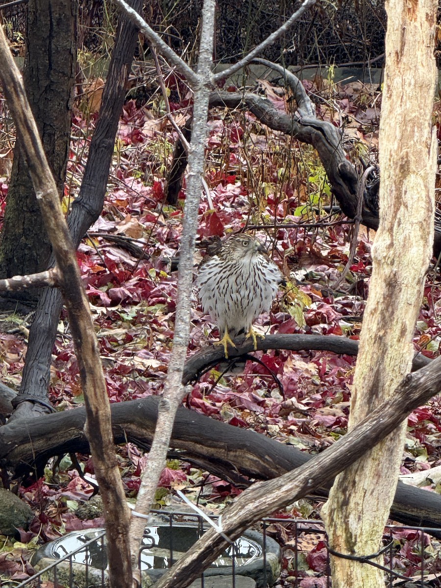 trostehauk - ML645912931