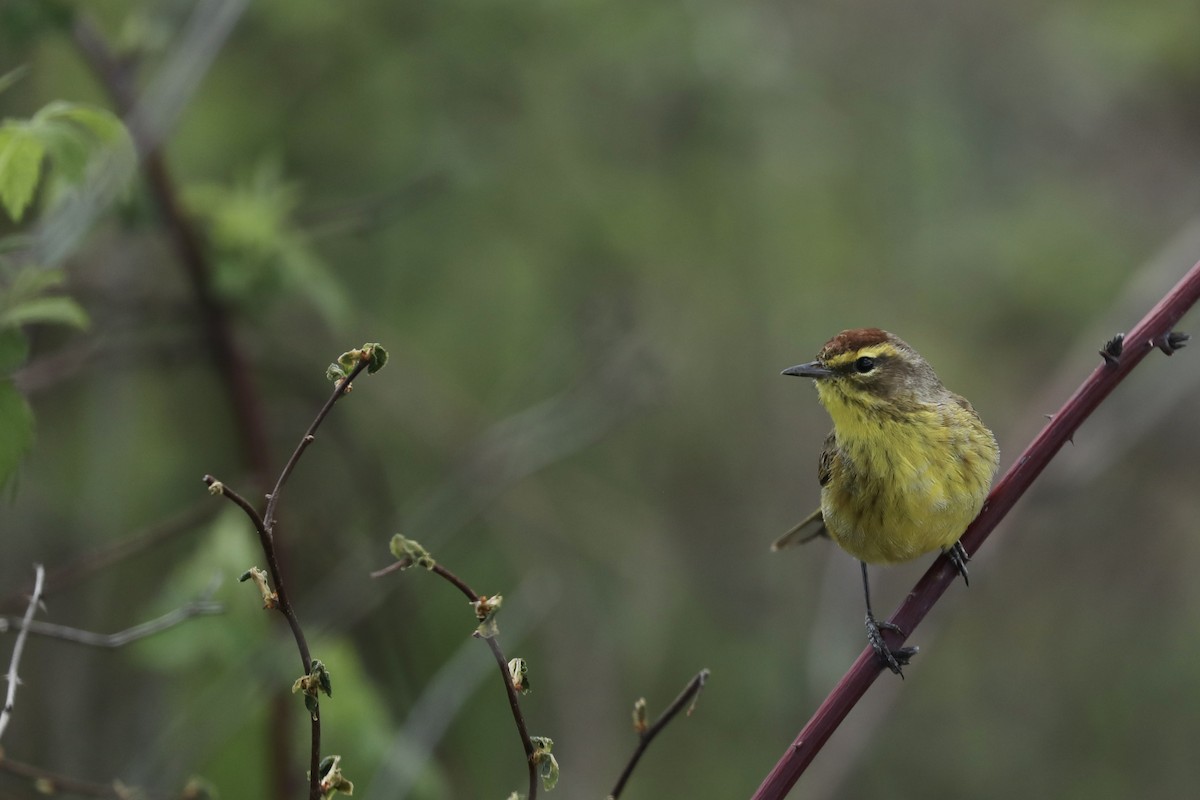 Palm Warbler (Yellow) - ML645912933