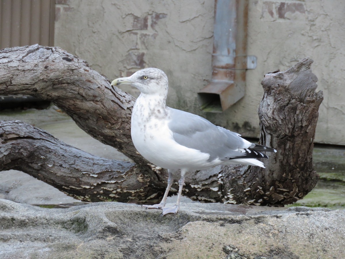 American Herring Gull - ML645912934