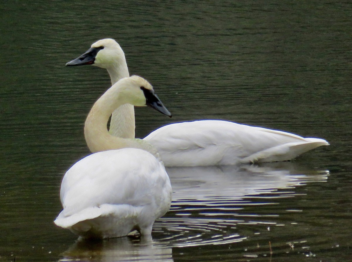 Trumpeter Swan - ML645912935