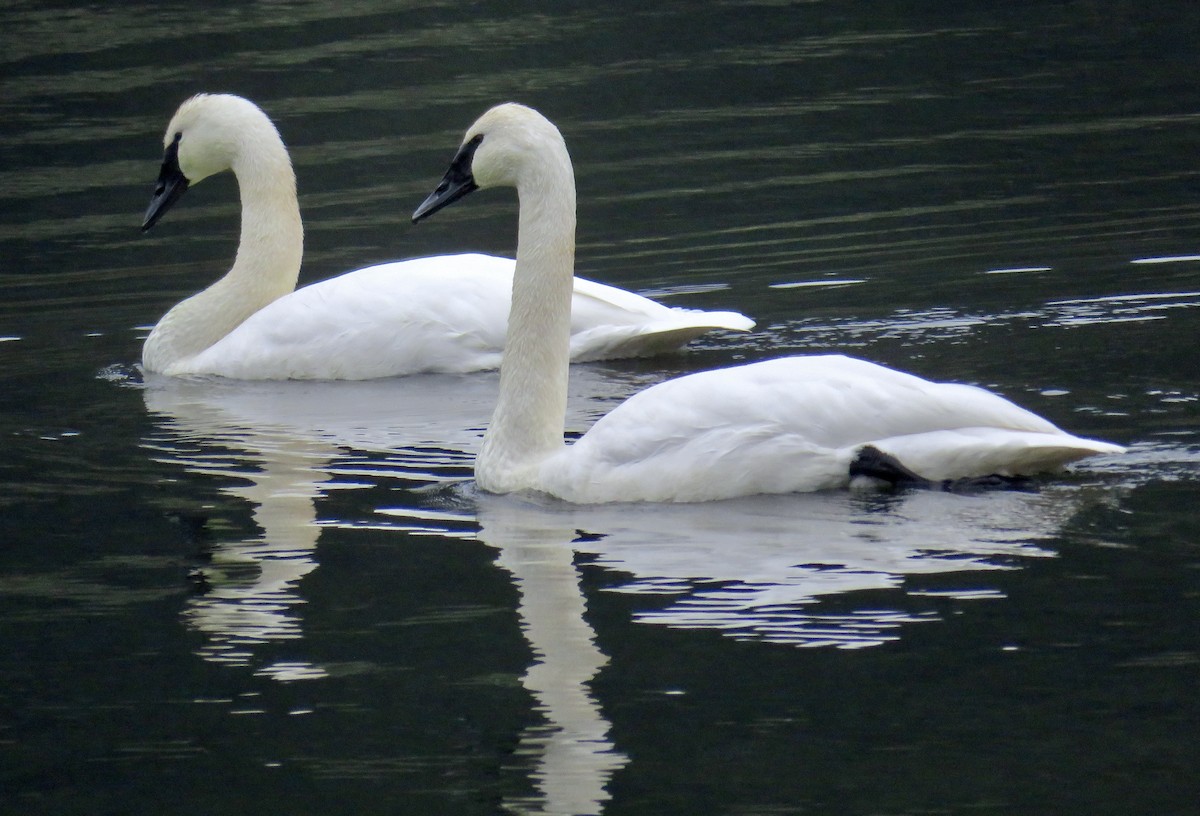 Trumpeter Swan - ML645912940