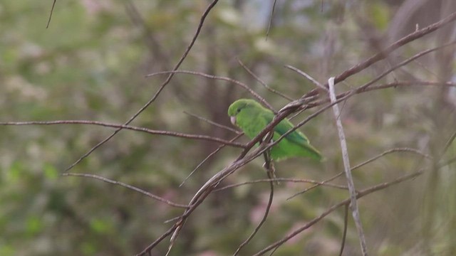 Папуга-горобець мексиканський - ML645912947