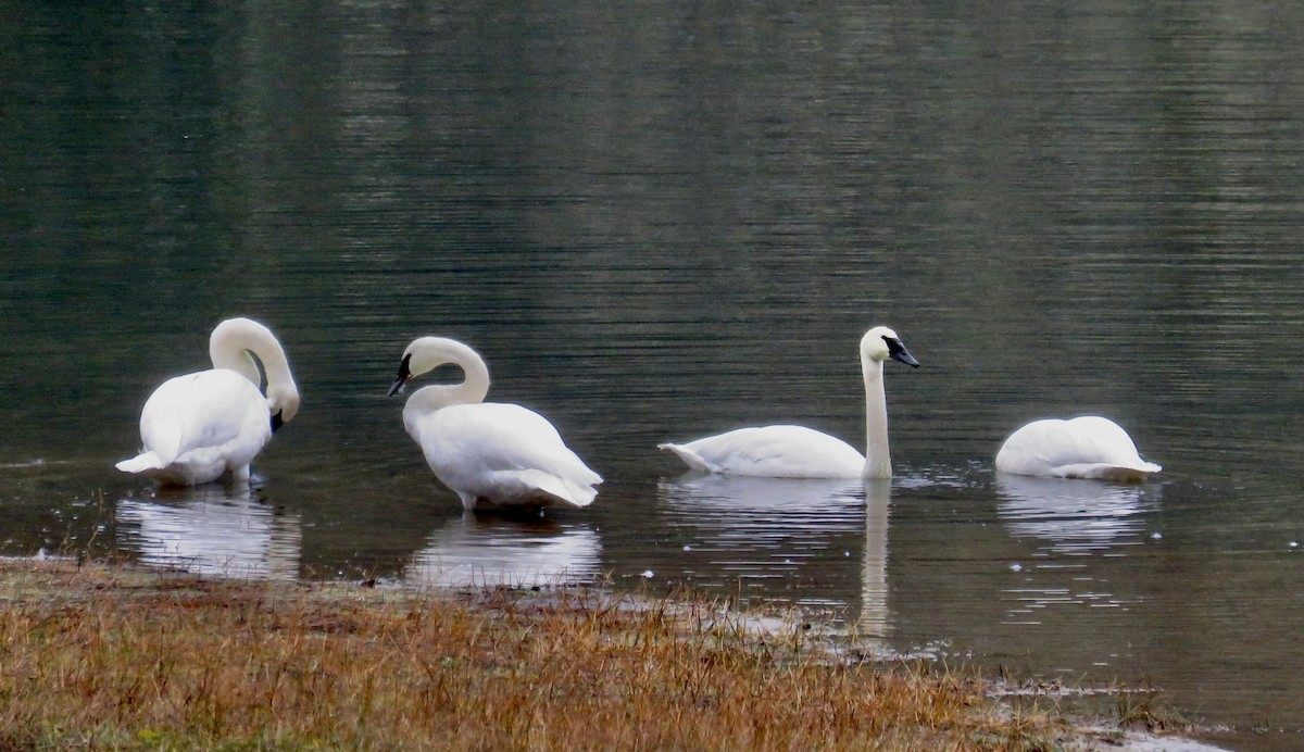 Trumpeter Swan - ML645912948
