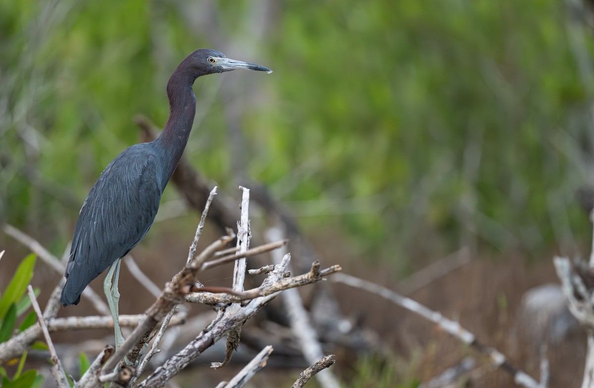 Little Blue Heron - ML645912954