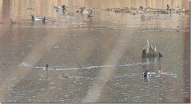 אגמית אמריקנית - ML645912982