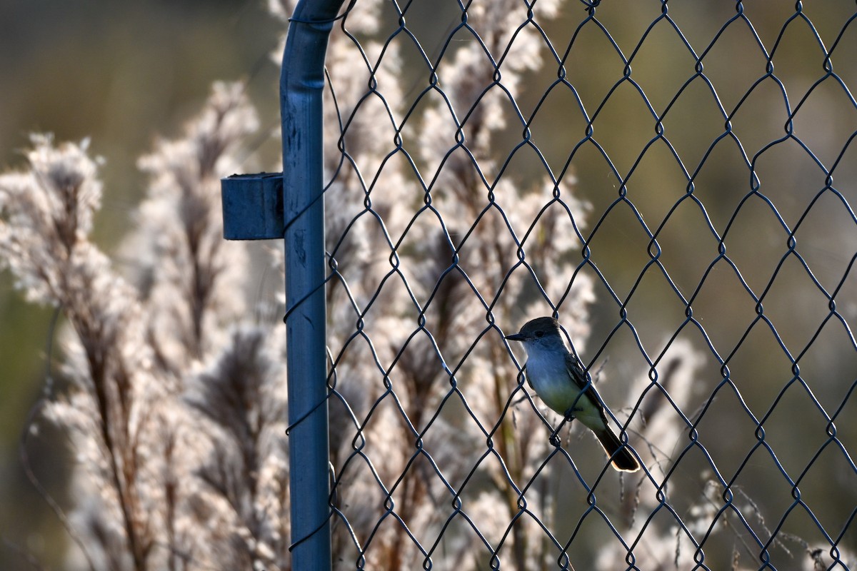 Ash-throated Flycatcher - ML645912983