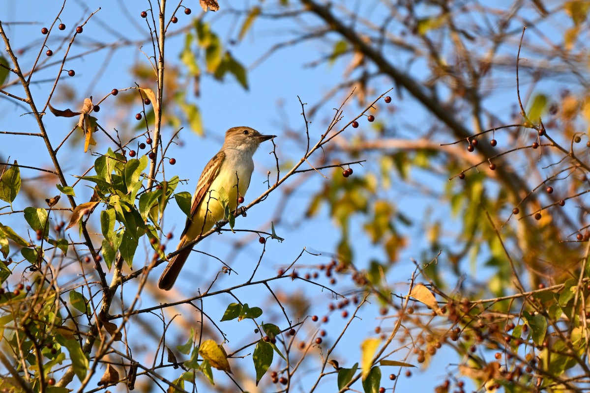 Ash-throated Flycatcher - ML645912984