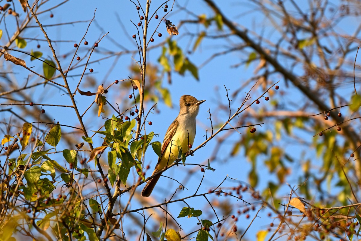 Ash-throated Flycatcher - ML645912985