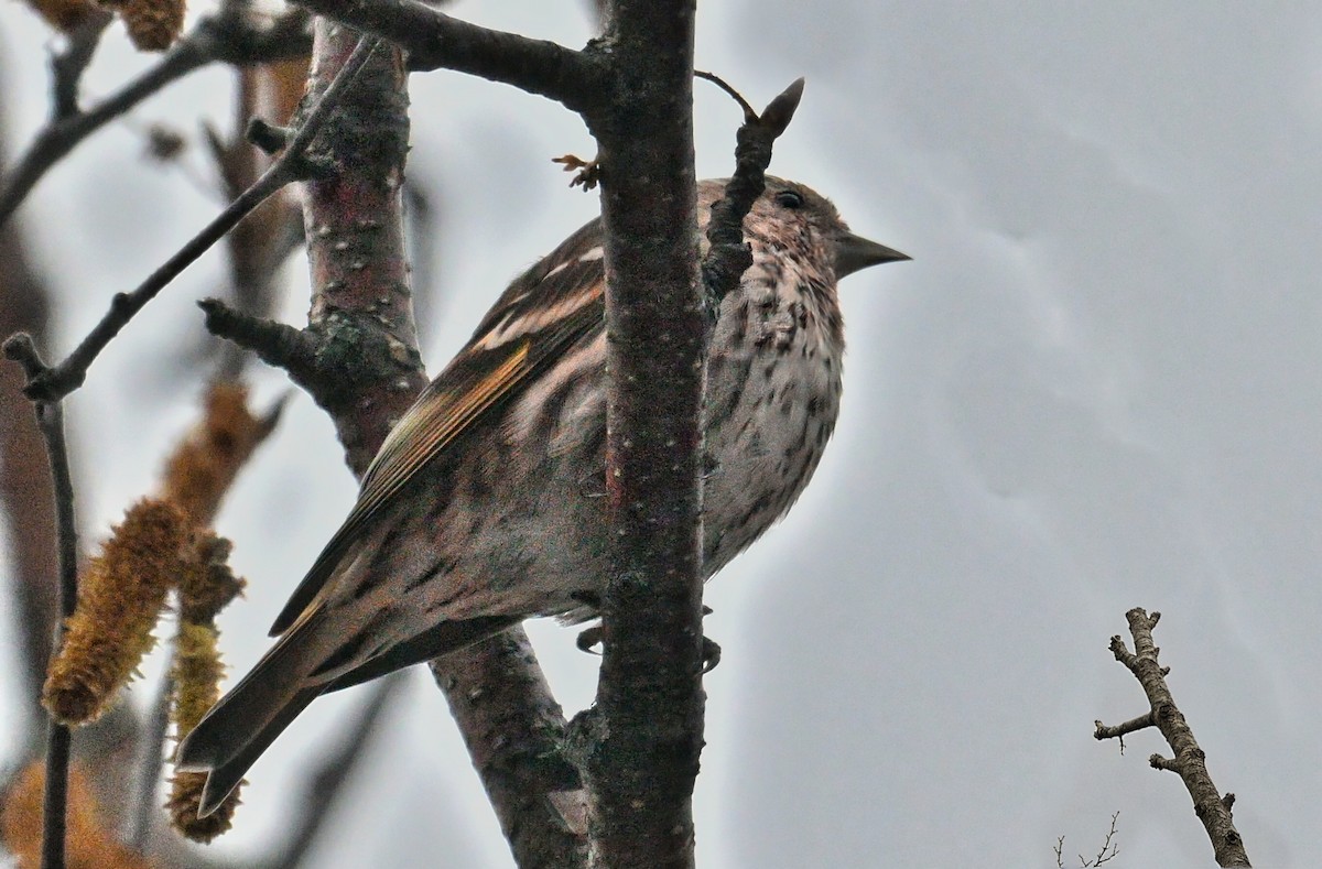 Pine Siskin - ML645912986