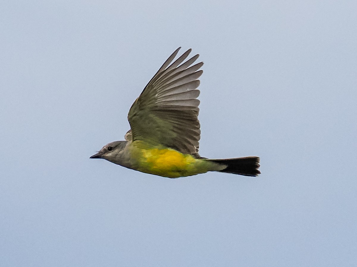 Western Kingbird - ML645912987