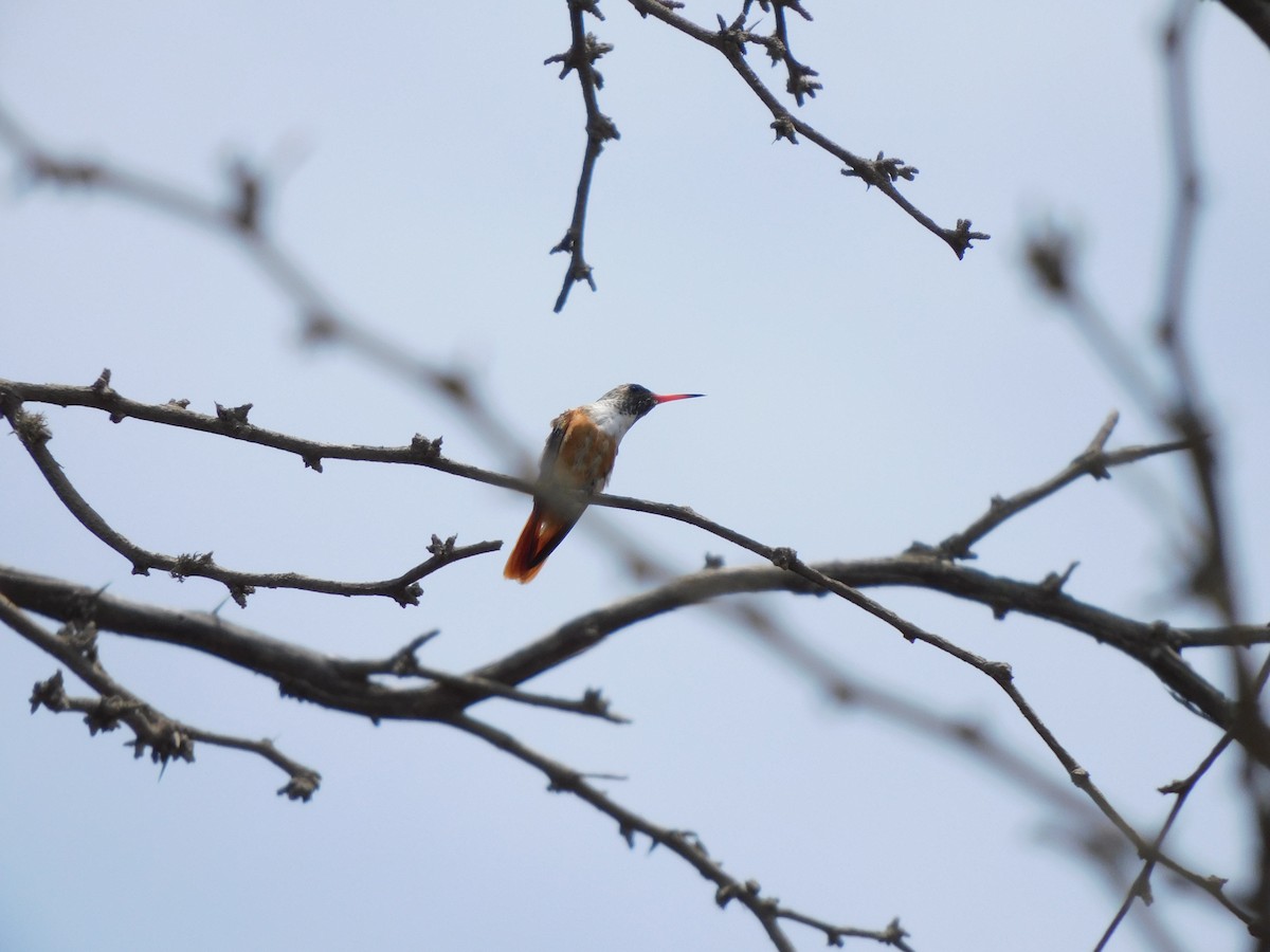 Amazilia Hummingbird - ML645912988