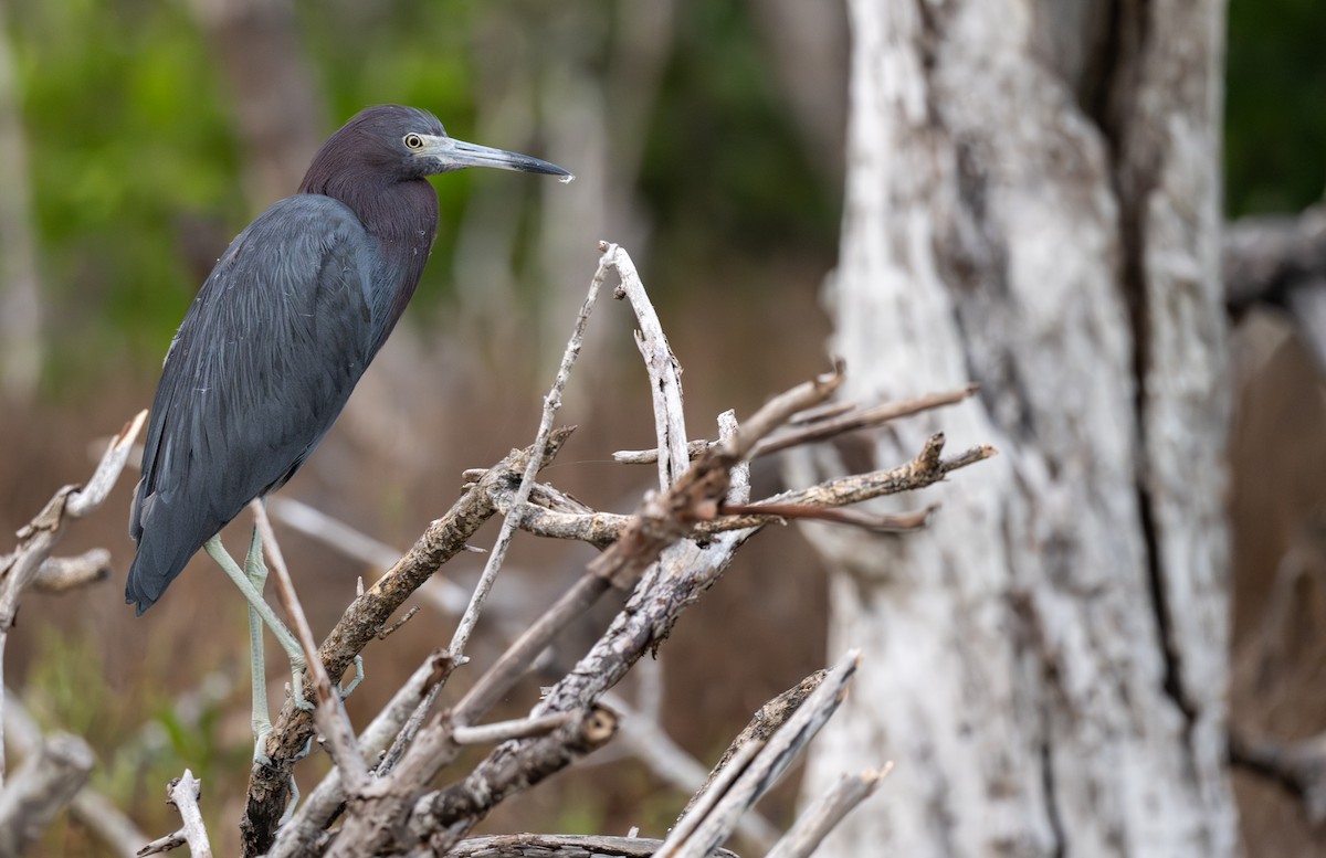 Little Blue Heron - ML645913005