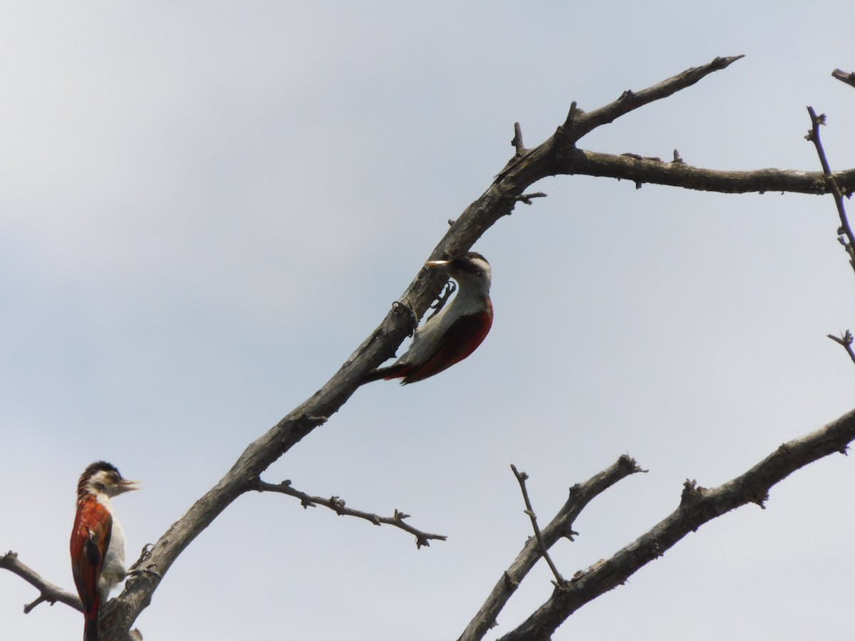 Scarlet-backed Woodpecker - ML645913006