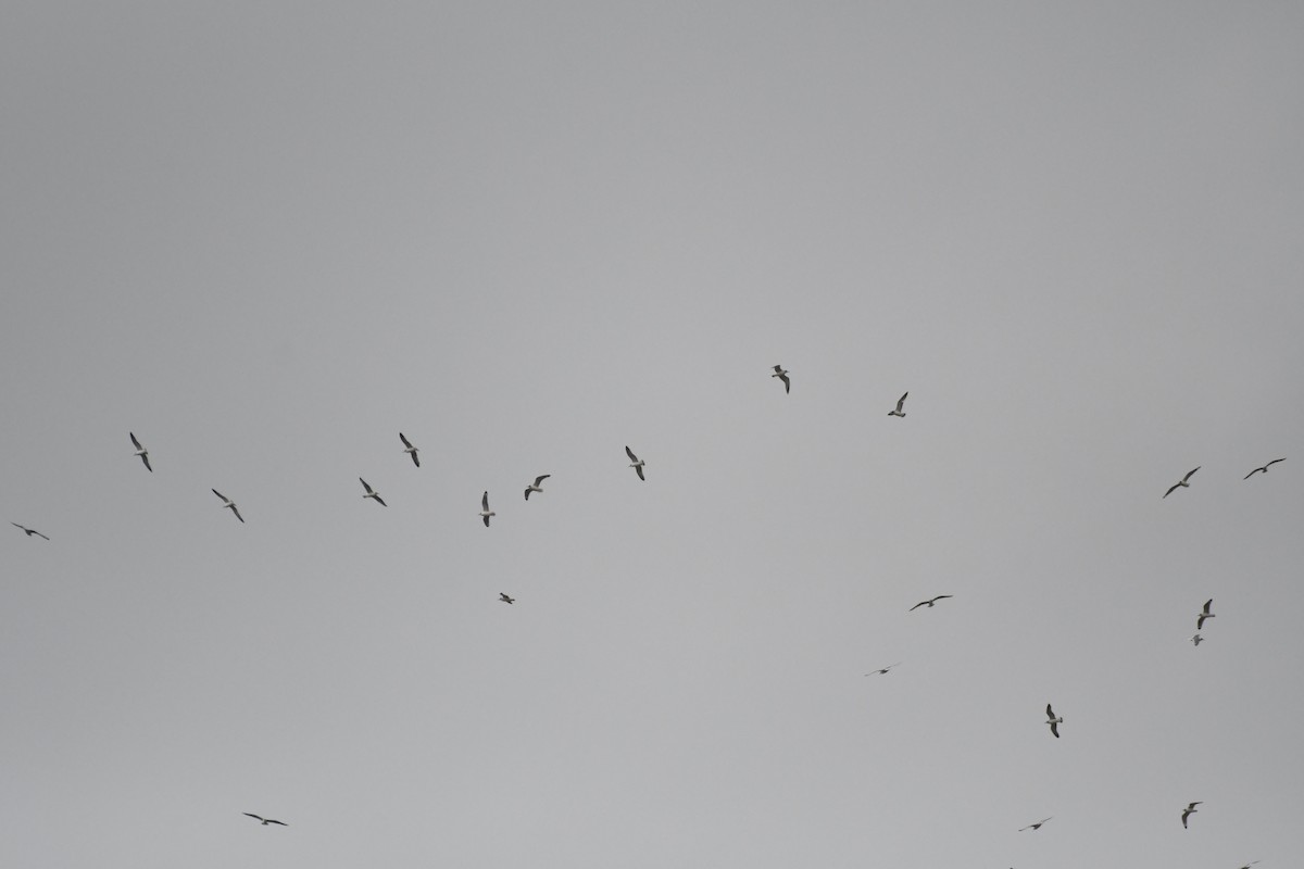 Franklin's Gull - ML645913008