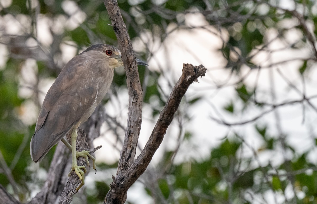 Ногоовор зашин - ML645913010
