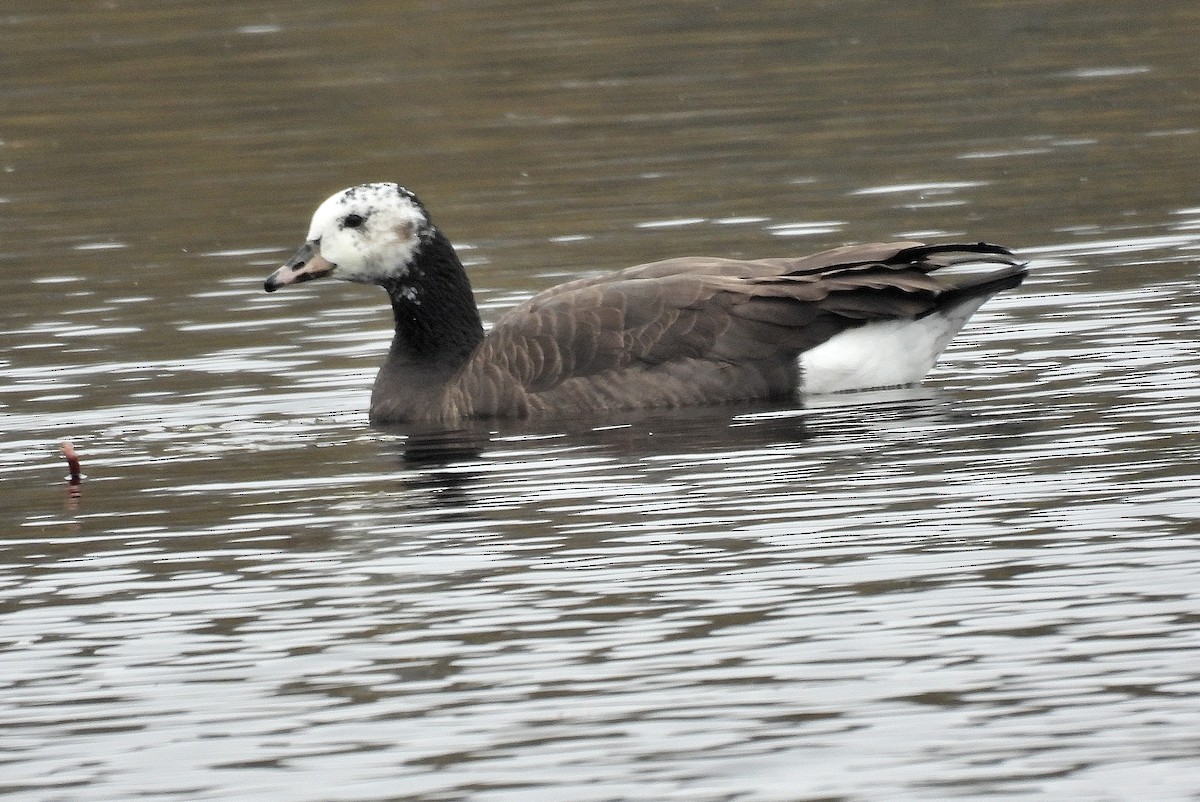 Greater White-fronted x Canada Goose (hybrid) - ML645913016