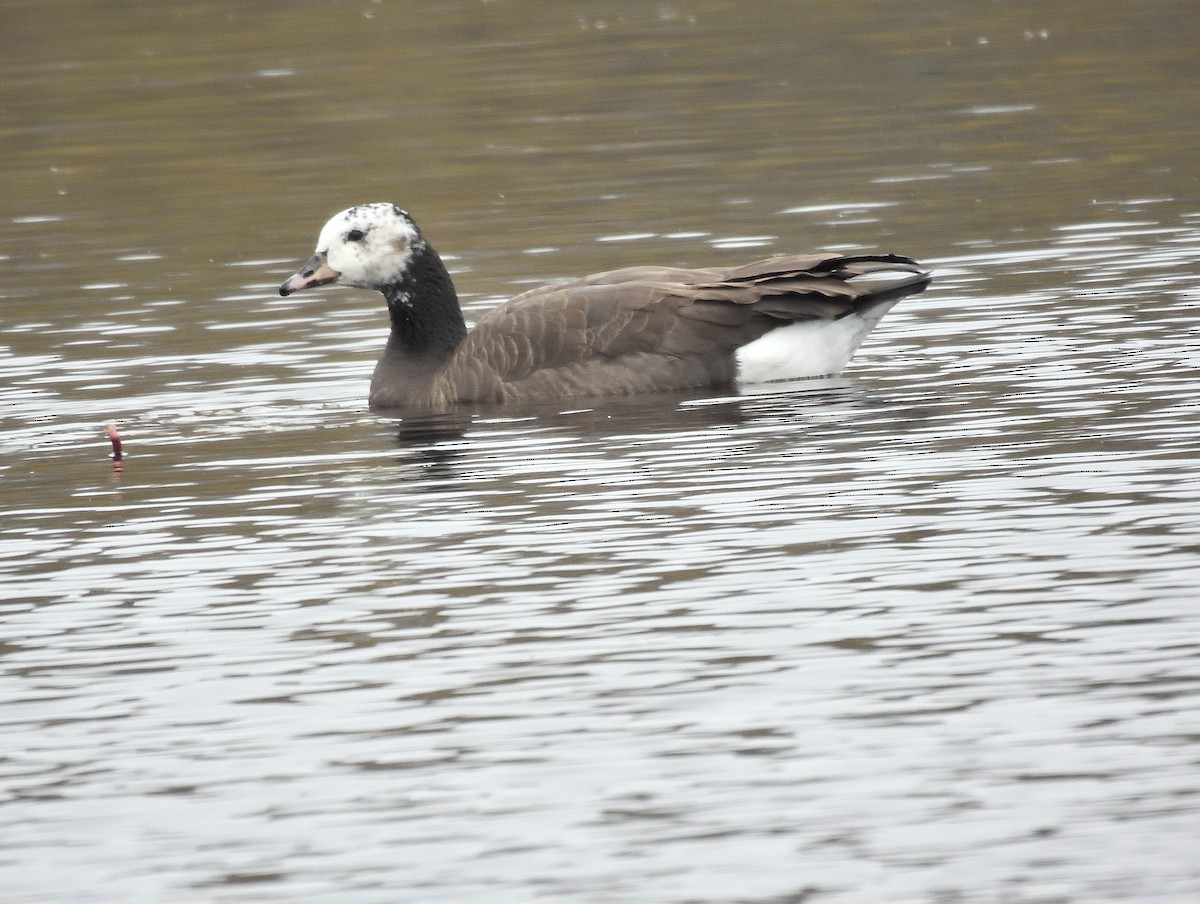Greater White-fronted x Canada Goose (hybrid) - ML645913017