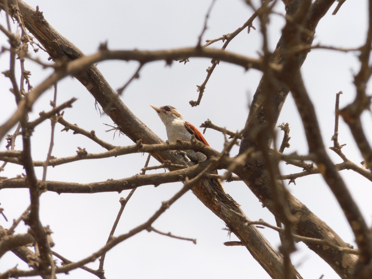 Scarlet-backed Woodpecker - ML645913019