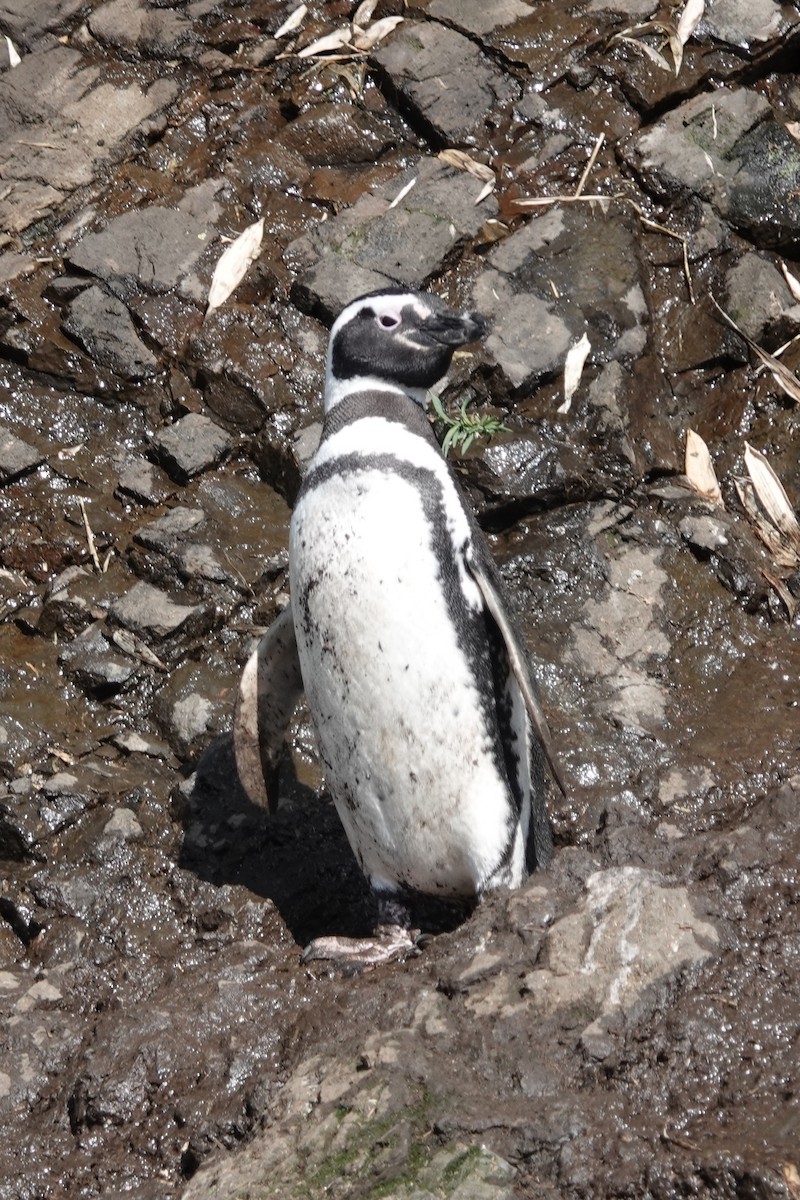 Magellanic Penguin - ML645913020