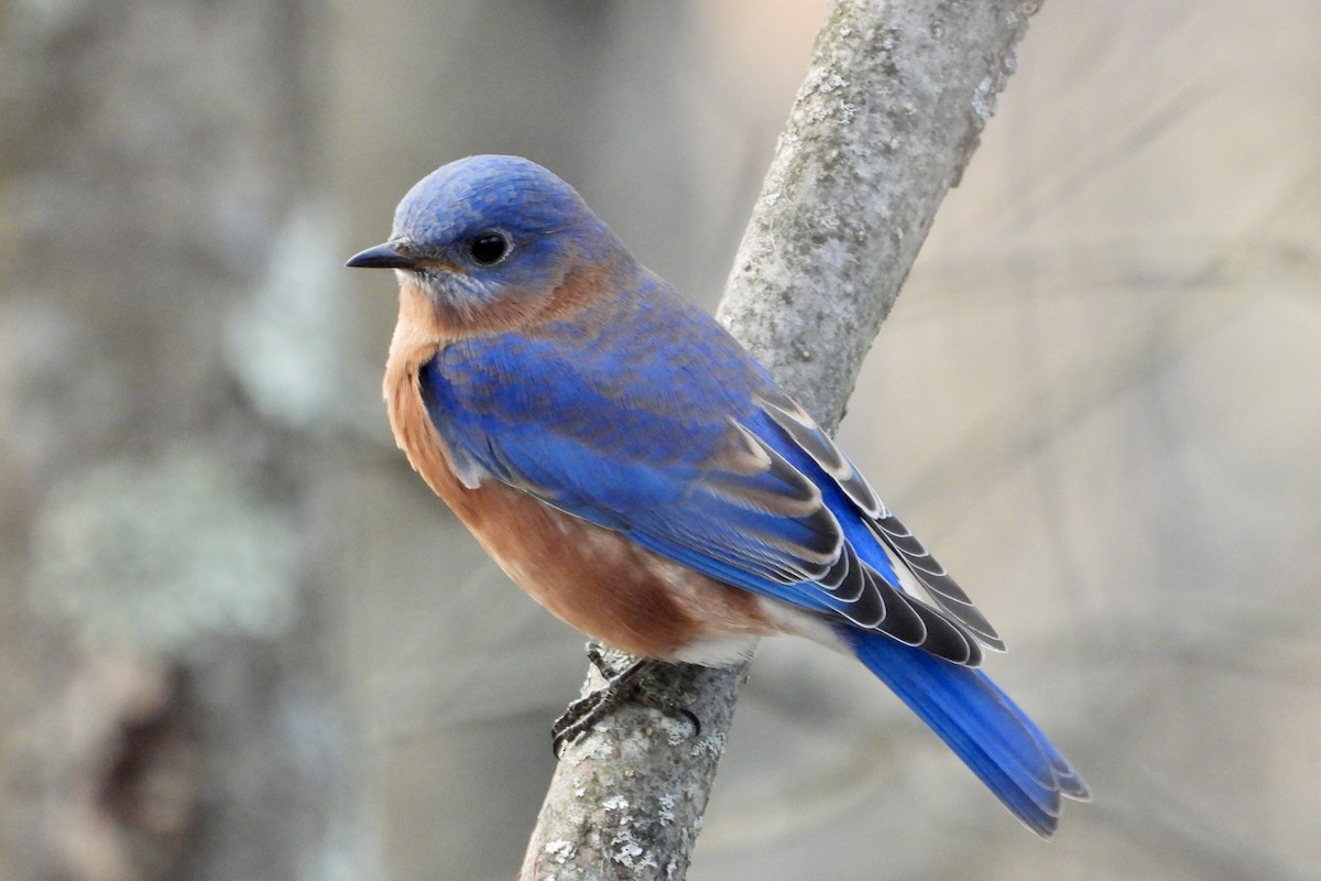 Eastern Bluebird - ML645913021