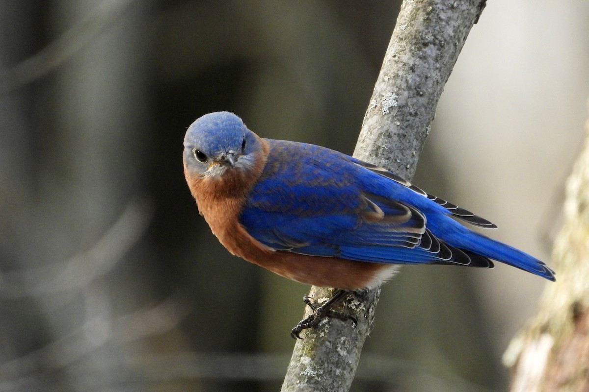 Eastern Bluebird - ML645913022
