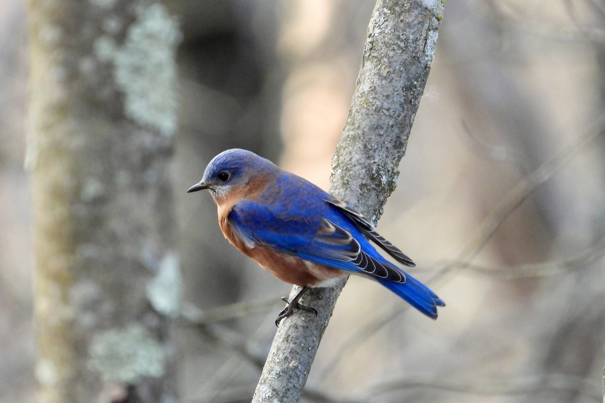 Eastern Bluebird - ML645913023