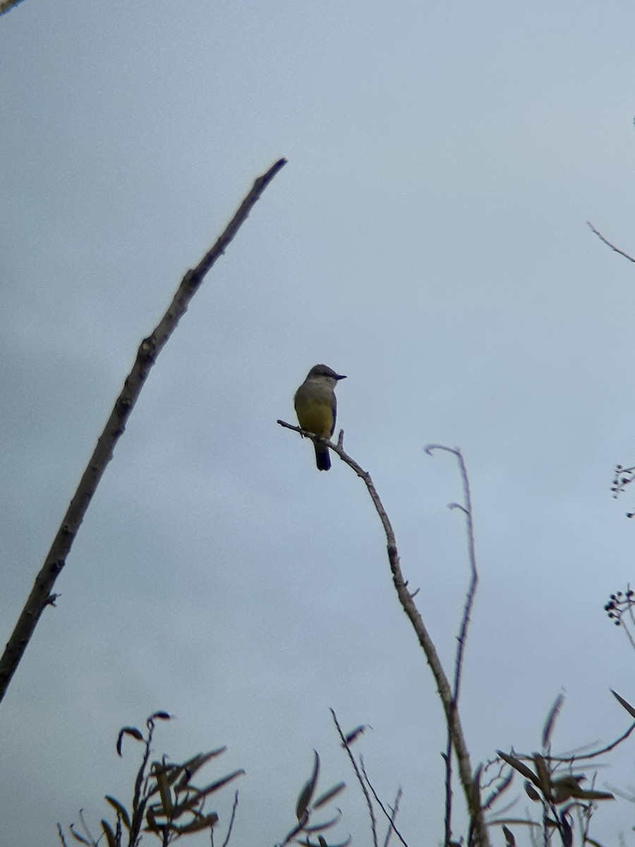 Western Kingbird - ML645913024