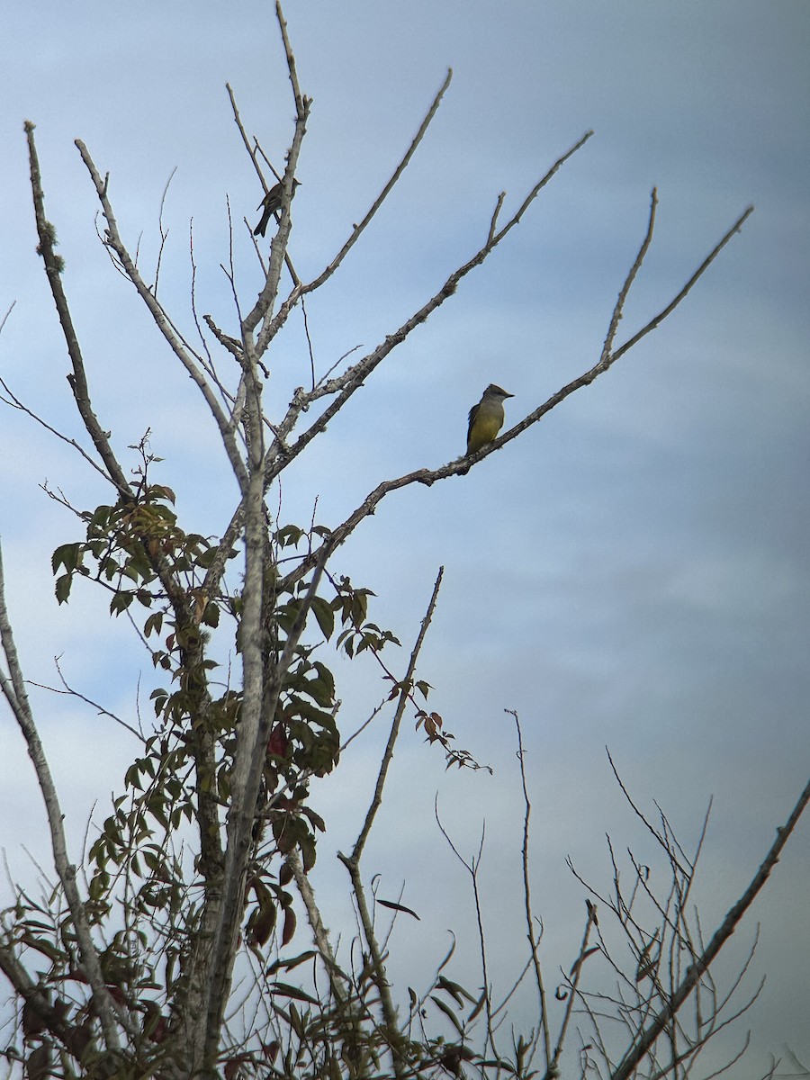 Western Kingbird - ML645913025