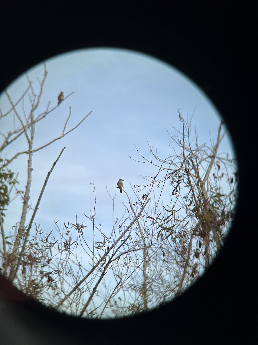 Western Kingbird - ML645913026