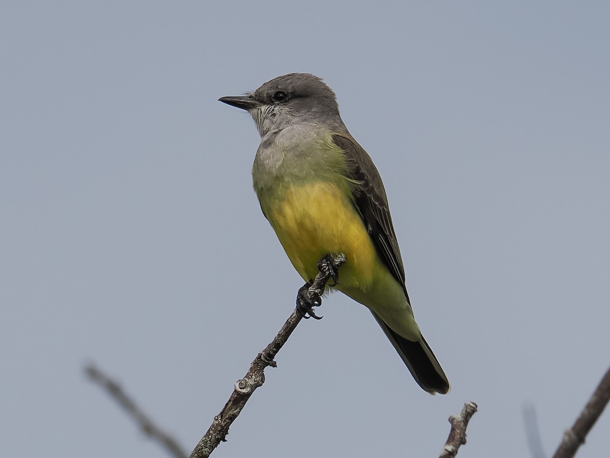 Western Kingbird - ML645913027