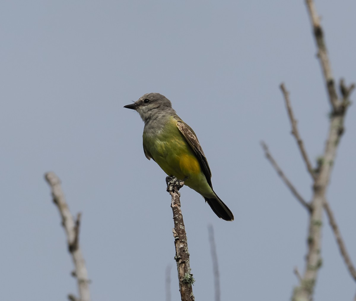 Western Kingbird - ML645913028