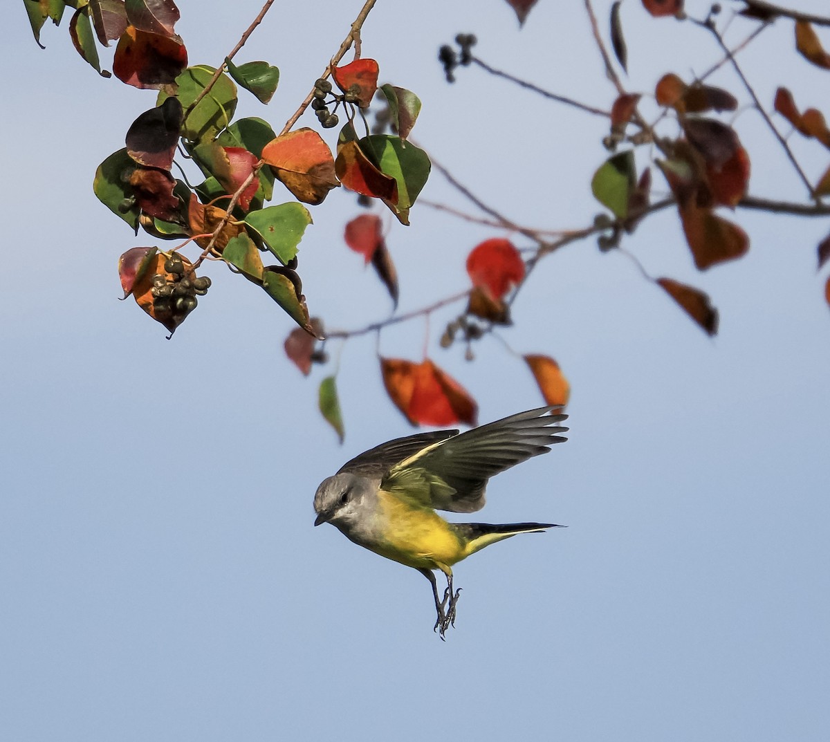 Western Kingbird - ML645913029