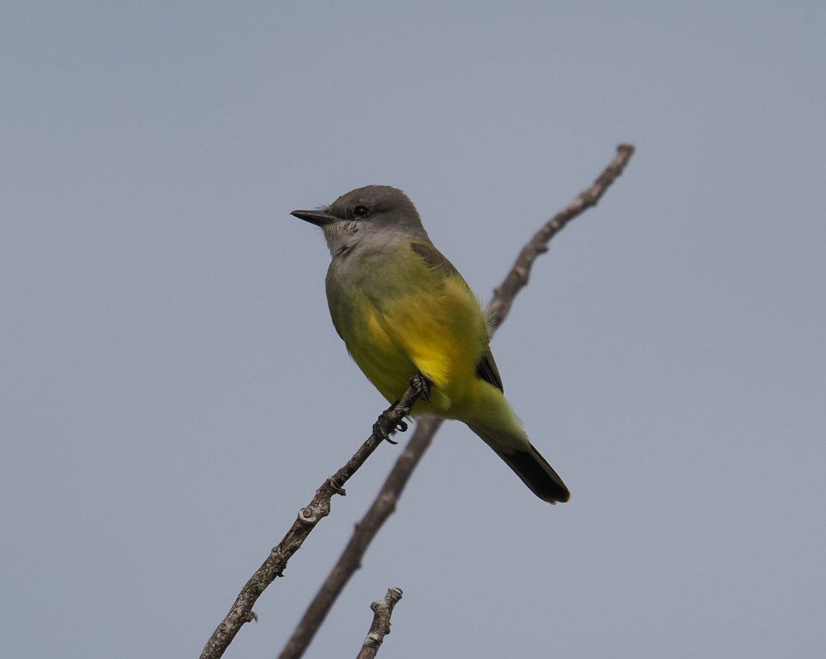 Western Kingbird - ML645913030