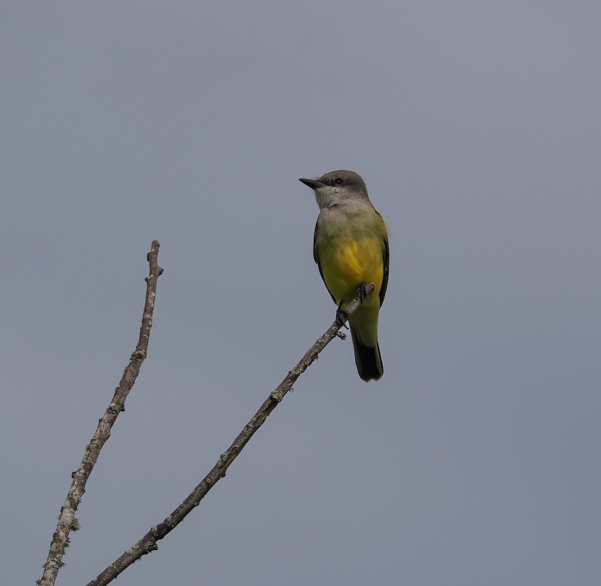 Western Kingbird - ML645913031