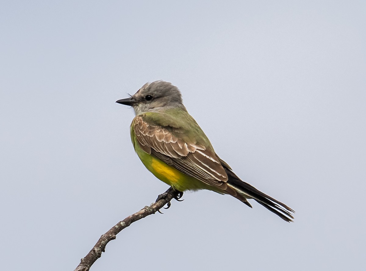 Western Kingbird - ML645913032