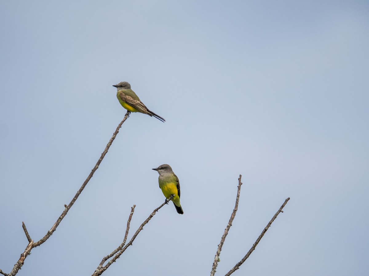 Western Kingbird - ML645913033