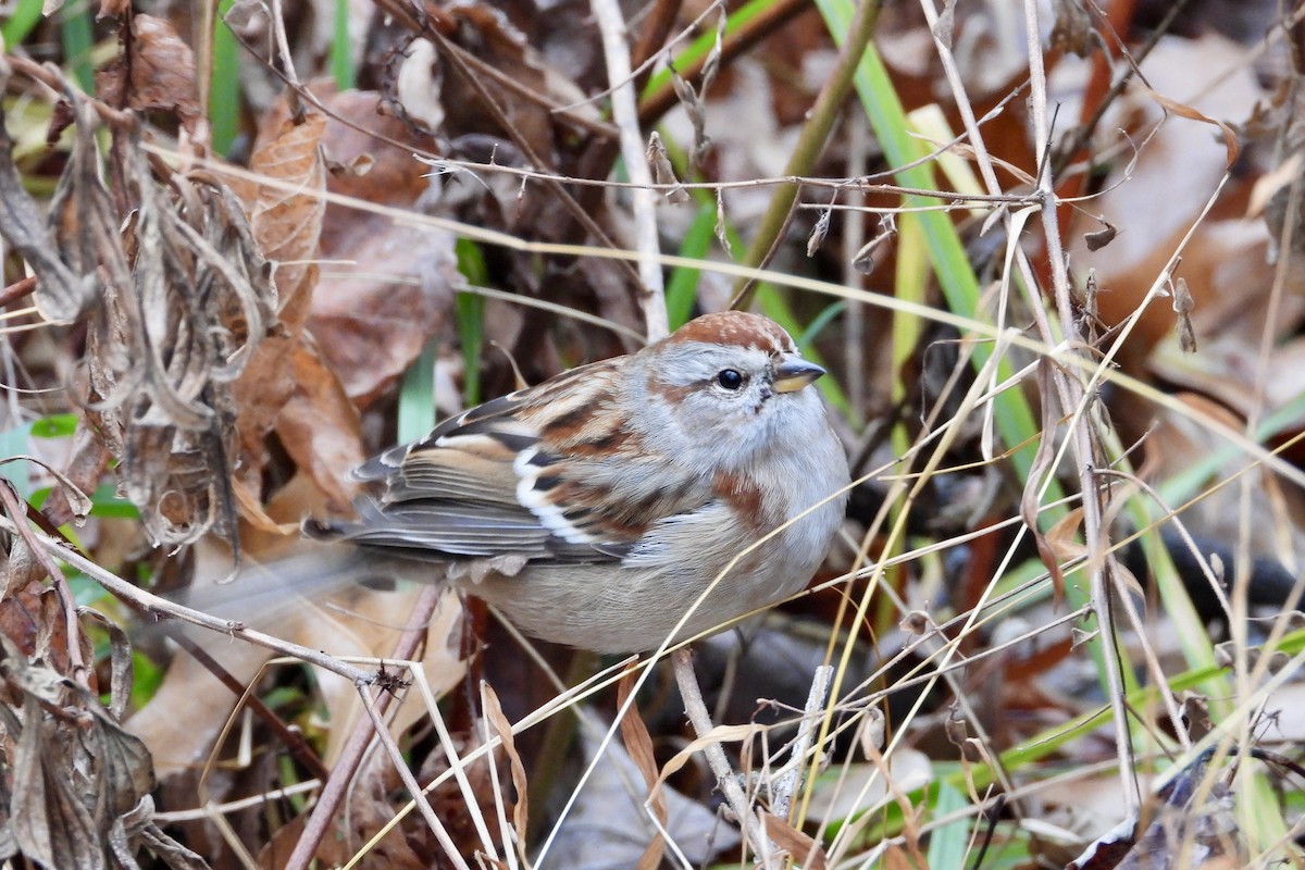 American Tree Sparrow - ML645913036