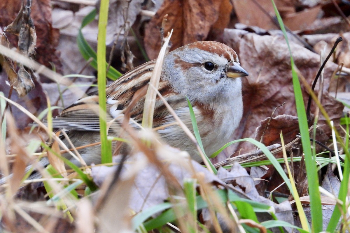 American Tree Sparrow - ML645913037