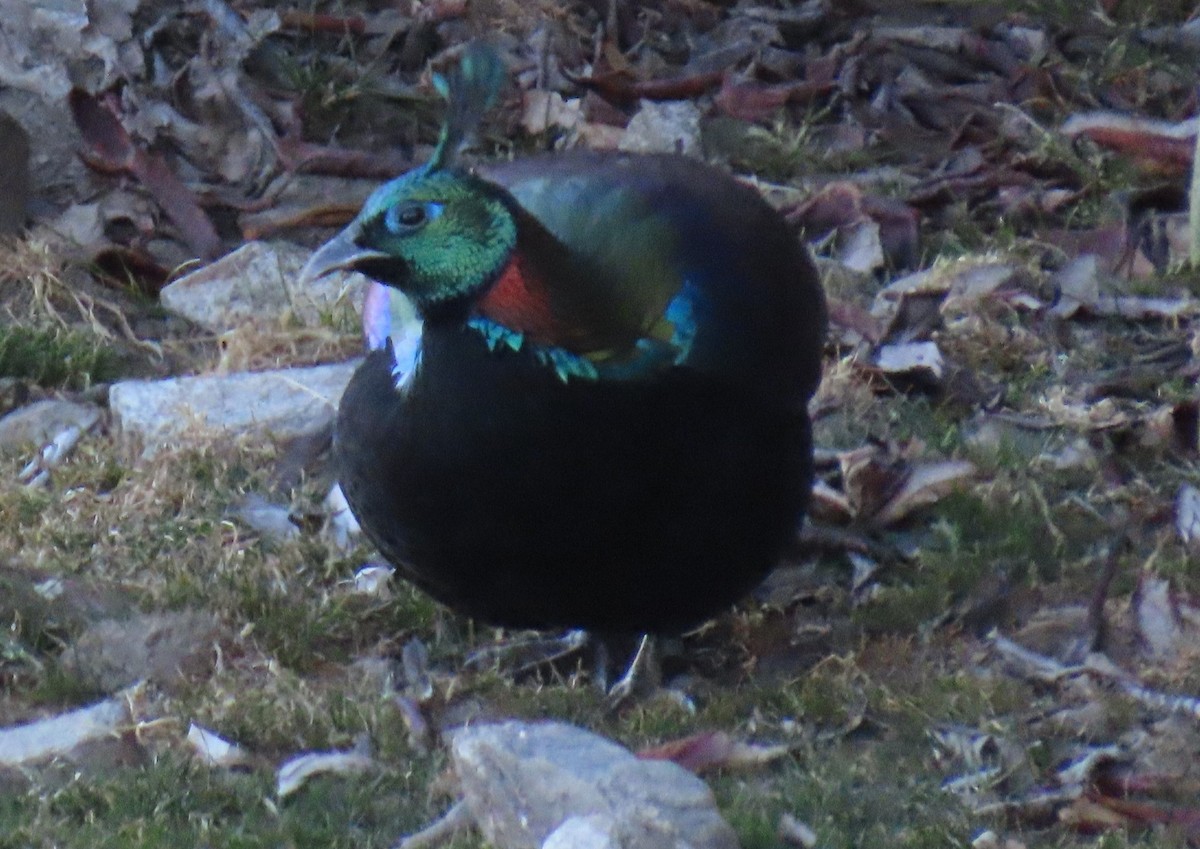 Himalayan Monal - ML645913039