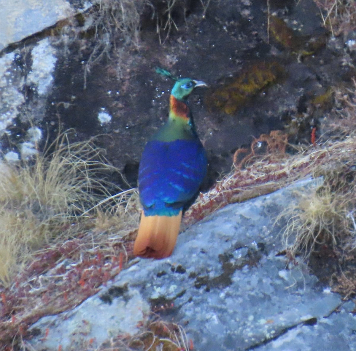 Himalayan Monal - ML645913040