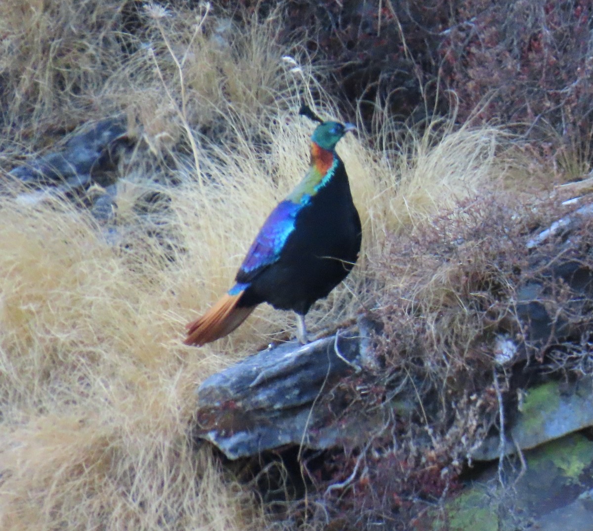 Himalayan Monal - ML645913042