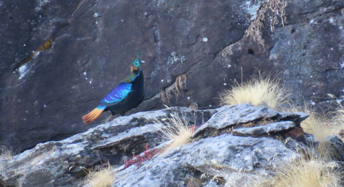 Himalayan Monal - ML645913043