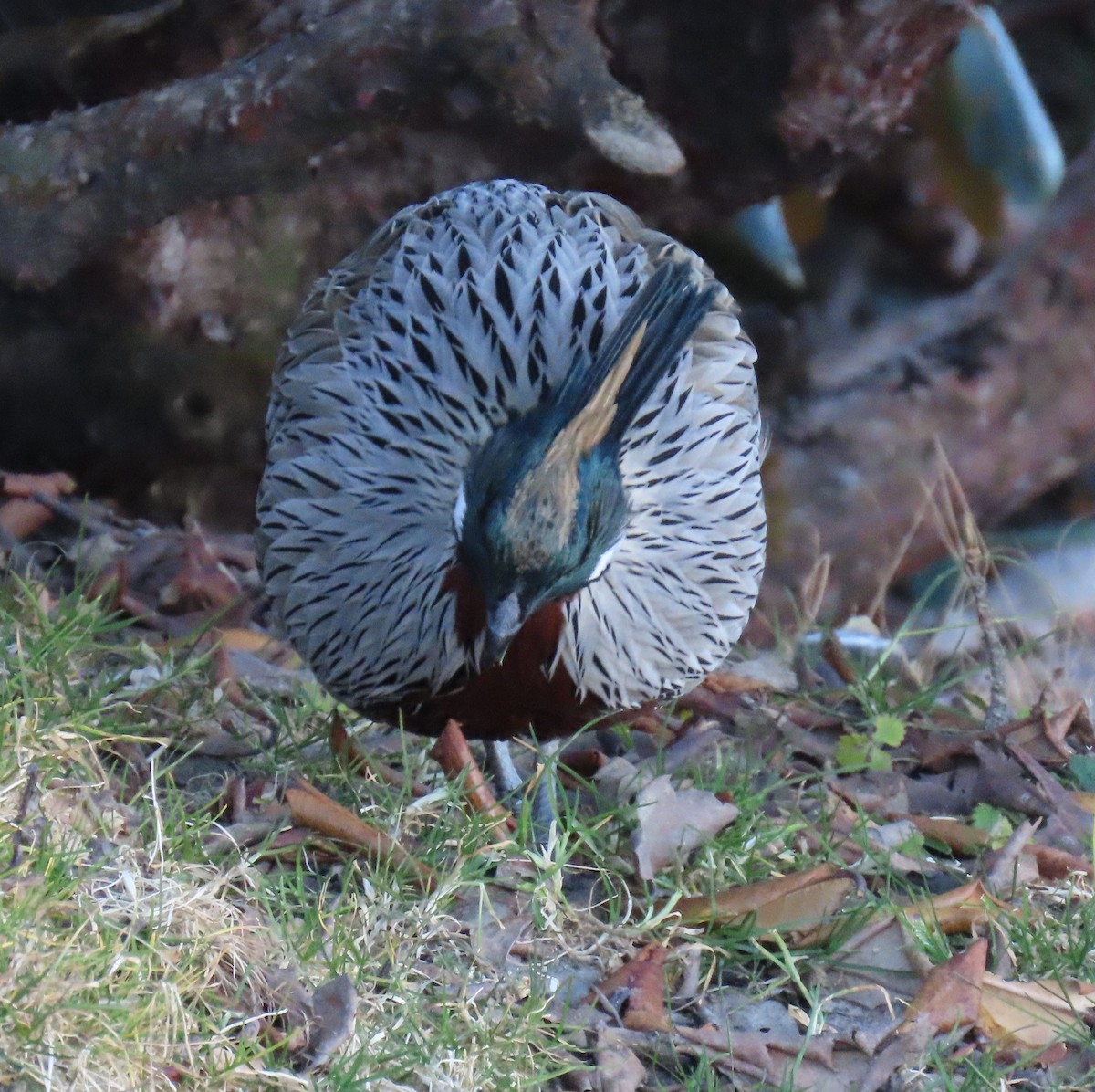 bažant chocholatý - ML645913055