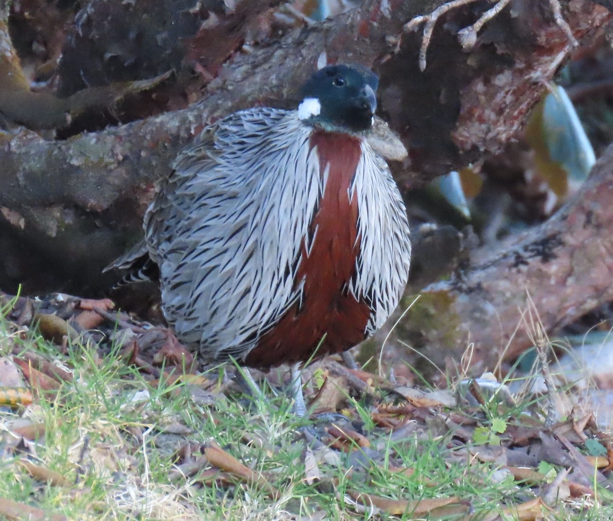 bažant chocholatý - ML645913056